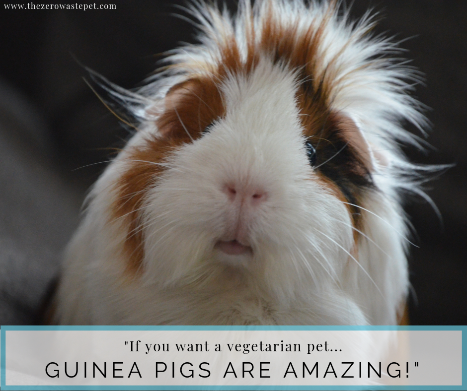 The Complete Guide to Zero-Waste Pet Food: Guinea Pigs make wonderful vegetarian pets!